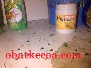 kecoa mati 1 300x225 - 21 Cara Paling Jitu Membasmi Kecoa Secara Mudah di Rumah