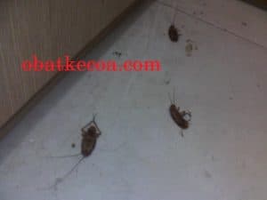 kecoa mati 300x225 - 21 Cara Paling Jitu Membasmi Kecoa Secara Mudah di Rumah